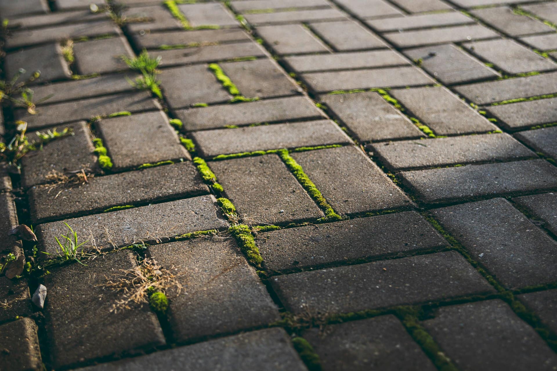Block paving path with moss and weeds in the joints before jet washing